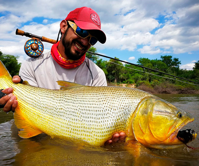 Golden dorado fishing in Argentina