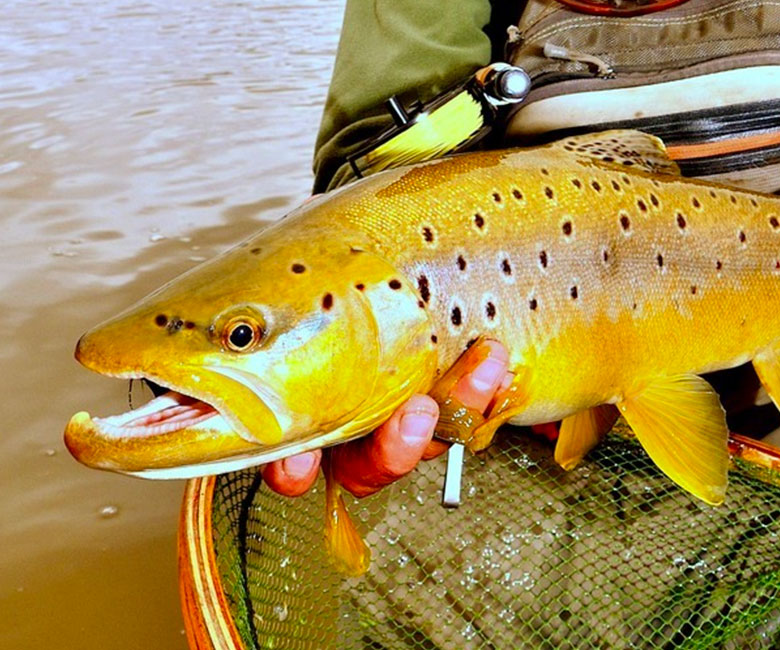A brown trout from Patagonia