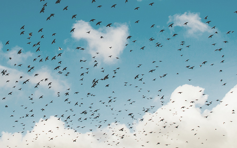 A broad flight of birds over Argentina
