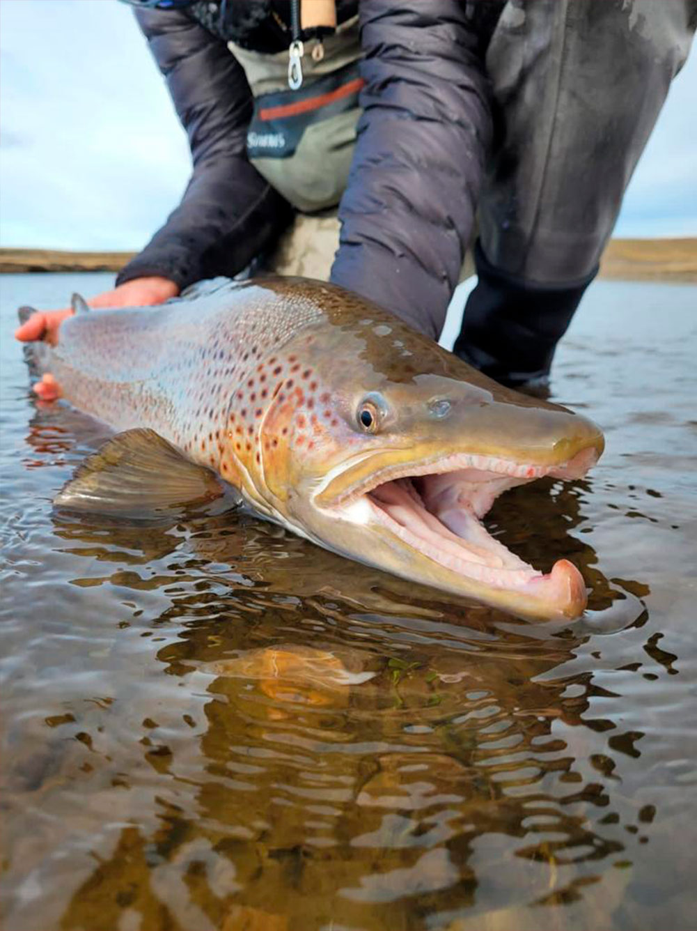 A large trout held partly in the water